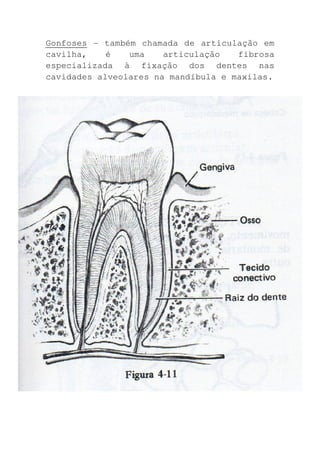 Gonfoses - também chamada de articulação em
cavilha,    é   uma    articulação   fibrosa
especializada à fixação dos dentes nas
cavidades alveolares na mandíbula e maxilas.
 