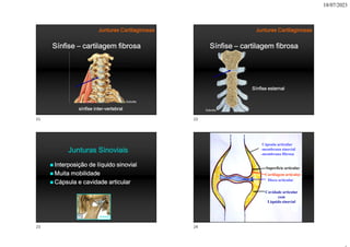 18/07/2023
Sínfise – cartilagem fibrosa
sínfise inter-vertebral
Junturas Cartilaginosas
Sobotta
Sínfise – cartilagem fibrosa
Sínfise esternal
Junturas Cartilaginosas
Sobotta
Junturas Sinoviais
 Interposição de líquido sinovial
 Muita mobilidade
 Cápsula e cavidade articular
Sobotta
Cápsula articular
-membrana sinovial
-membrana fibrosa
Superfície articular
Cartilagem articular
Disco articular
Cavidade articular
com
Líquido sinovial
21 22
23 24
 