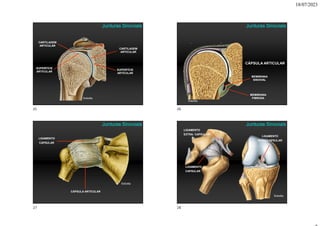 18/07/2023
SUPERFÍCIE
ARTICULAR
SUPERFÍCIE
ARTICULAR
CARTILAGEM
ARTICULAR
CARTILAGEM
ARTICULAR
Junturas Sinoviais
Sobotta
MEMBRANA
FIBROSA
MEMBRANA
SINOVIAL
CÁPSULA ARTICULAR
Junturas Sinoviais
Sobotta
CÁPSULA ARTICULAR
LIGAMENTO
CAPSULAR
Junturas Sinoviais
Sobotta
LIGAMENTO
CAPSULAR
LIGAMENTO
EXTRA- CAPSULAR
LIGAMENTO
INTRA-CAPSULAR
Junturas Sinoviais
Sobotta
25 26
27 28
 
