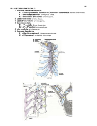 10
III – JUNTURAS DO TRONCO:
       1. Junturas da coluna vertebral :
             1.1 – Arcos/ processos espinhosos/ processos transversos: fibrosas sindesmoses.
             1.2 – Intercorpovertebral: cartilagíneas sínfise.
             1.3 – Processos articulares: sinoviais planas.
       2. Costo-vertebrais: sinovias planas.
       3. Costo-transversais: sinoviais planas.
       4. Esternocondrais:
             4.1 – 1º costela: fibrosa sindesmose.
             4.2 – 2º à 7º costela: sinoviais planas.
       5. Intercondrais: sinoviais planas.
       6. Junturas do esterno:
             6.1 – Manúbrio-esternal: cartilagínea sincondrose.
             6.2 – Xifoesternal: cartilagínea sincondrose.
 