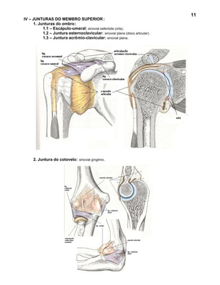 11
IV – JUNTURAS DO MEMBRO SUPERIOR :
      1. Junturas do ombro:
           1.1 – Escápulo-umeral: sinovial esferóide (orla).
           1.2 – Juntura esternoclavicular: sinovial plana (disco articular) .
           1.3 – Juntura acrômio-clavicular: sinovial plana.




     2. Juntura do cotovelo: sinovial gínglimo.
 