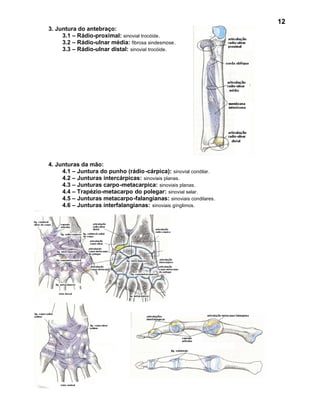 12
3. Juntura do antebraço:
     3.1 – Rádio-proximal: sinovial trocóide.
     3.2 – Rádio-ulnar média: fibrosa sindesmose.
     3.3 – Rádio-ulnar distal: sinovial trocóide.




4. Junturas da mão:
     4.1 – Juntura do punho (rádio -cárpica): sinovial condilar.
     4.2 – Junturas intercárpicas: sinoviais planas.
     4.3 – Junturas carpo-metacarpica: sinoviais planas.
     4.4 – Trapézio-metacarpo do polegar: sinovial selar.
     4.5 – Junturas metacarpo-falangianas: sinoviais condilares.
     4.6 – Junturas interfalangianas: sinoviais gínglimos.
 