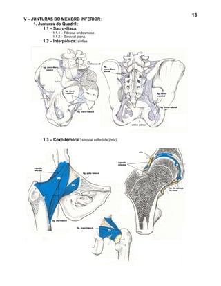 13
V – JUNTURAS DO MEMBRO INFERIOR :
     1. Junturas do Quadril :
          1.1 – Sacro-ilíaca:
                1.1.1 – Fibrosa sindesmose.
                1.1.2 – Sinovial plana.
        1.2   – Interpúbica: sínfise.




        1.3 – Coxo-femoral: sinovial esferóide (orla).
 