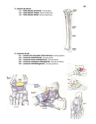 15
3. Juntura da perna:
     1.1 – Tíbio-fibular proximal: sinovial plana.
     1.2 – Tíbio-fibular média: fibrosa sindesmose.
     1.3 – Tíbio-fibular distal: fibrosa sindesmose.




4. Junturas do pé:
     4.1 – Juntura do tornozelo (tí bio-társica): sinovial gínglimo.
     4.2 – Junturas intertársicas: sinoviais planas.
     4.3 – Junturas tarso-metatársicas: sinoviais planas.
     4.4 – Junturas metatarso-falangianas: sinoviais condilares.
     4.5 – Junturas interfalangianas: sinoviais gínglimos.
 