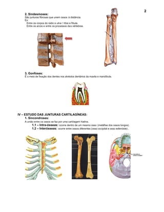 2
    2. Sindesmoses:
    São junturas fibrosas que unem ossos à distância.
    Ex:
     Entre os corpos do radio e ulna / tíbia e fíbula.
     Entre os arcos e entre os processos das vértebras.




    3. Gonfoses:
    É o meio de fixação dos dentes nos alvéolos dentários da maxila e mandíbula.




IV – ESTUDO DAS JUNTURAS CARTILAGÍNEAS:
     1. Sincondroses:
    A união entre os ossos se faz por uma carti lagem hialina .
          1.1 – Intra-ósseas: ocorre dentro de um mesmo osso (metáfise dos ossos longos) .
          1.2 – Interósseas: ocorre entre ossos diferentes (osso occipital e osso esfenóide) .
 