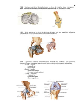 4
1.2.2 – Meniscos: estruturas fibrocartilaginosas em forma de meia-lua (disco incompleto).
Agem como amortecedores de peso e permitem a estabilização da articulação do joelho.




1.2.3 – Orlas: estruturas em forma de anel que ampliam uma das superfícies articulares
(articulação da escápula com o úmero / osso coxal com o fê mur).




1.2.4 – Ligamentos: estruturas em forma de fita modelada rica em fibras , que ajudam na
fixação dos ossos articulados. Agem limitando determinados movimentos da s articulações.
      a. Quanto à origem:
             – Musculares.
             – Capsulares.
      b. Quanto à função:
             – Coesão ou adesão.
             – Frenadores ou limitadores.
      c. Quanto à topografia:
             – Capsulares.
             – Intra-capsulares.
             – Extra-capsulares.
 