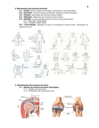 5
2. Movimentos das junturas sinoviais:
     2.1 – Flexão: diminui o ângulo da articulação, aproximando os ossos articulados.
     2.2 – Extensão: aumenta o ângulo da articulação, afastando os ossos articulados .
     2.3 – Adução: aproximação dos membros do plano mediano .
     2.4 – Abdução: afastamento dos membros do plano mediano .
     2.5 – Rotação: os ossos articulados giram em torno do s seus próprios eixos :
          2.5.1 – Supinação: rotação lateral.
          2.5.2 – Pronação: rotação medial.
     2.6 – Circundução: realização de todos os movimentos ao mesmo tempo, descrevendo um
     segmento de cone .




3. Classificação das junturas sinoviais:
     3.1 – Quanto ao número de ossos articulados:
           3.1.1 – Simples: entre dois ossos.
           3.1.2 – Compostas: entre mais de dois ossos.
 