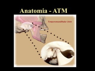 Anatomia - ATM
 