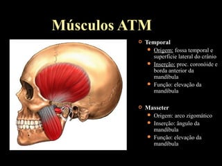 Músculos ATM
 Temporal
 Origem: fossa temporal e
superfície lateral do crânio
 Inserção: proc. coronóide e
borda anterior da
mandíbula
 Função: elevação da
mandíbula
 Masseter
 Origem: arco zigomático
 Inserção: ângulo da
mandíbula
 Função: elevação da
mandíbula
 