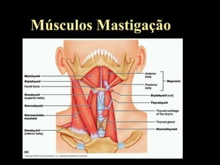 Músculos Mastigação
 