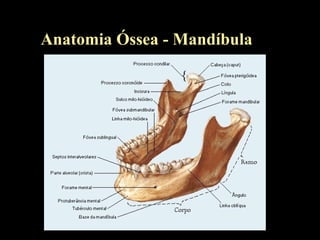 Anatomia Óssea - Mandíbula
 