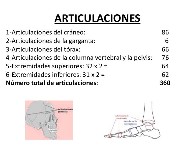 Cuales Son Las 6 Articulaciones De La Garganta