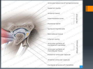 articular-disc of temporomandibular joint | PDF