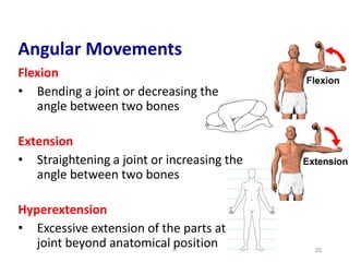 Articular system.pdf