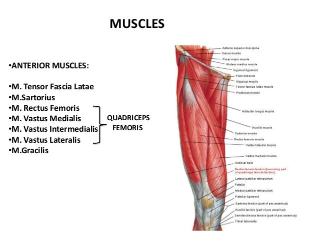 Knee Joint