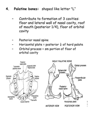 Palatal Letters Articulation | PPTX