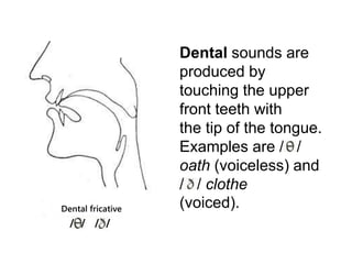 Dental sounds are 
produced by 
touching the upper 
front teeth with 
the tip of the tongue. 
Examples are / / 
oath (voiceless) and 
/ / clothe 
(voiced). Dental fricative 
/ / / / 
 