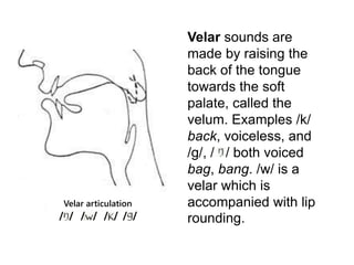 Velar sounds are 
made by raising the 
back of the tongue 
towards the soft 
palate, called the 
velum. Examples /k/ 
back, voiceless, and 
/g/, / / both voiced 
bag, bang. /w/ is a 
velar which is 
accompanied with lip 
rounding. 
Velar articulation 
/ / / / / / / / 
 