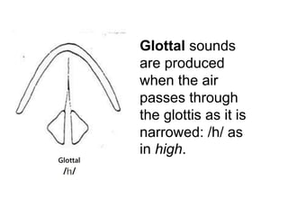 Glottal sounds 
are produced 
when the air 
passes through 
the glottis as it is 
narrowed: /h/ as 
in high. 
Glottal 
/ / 
 