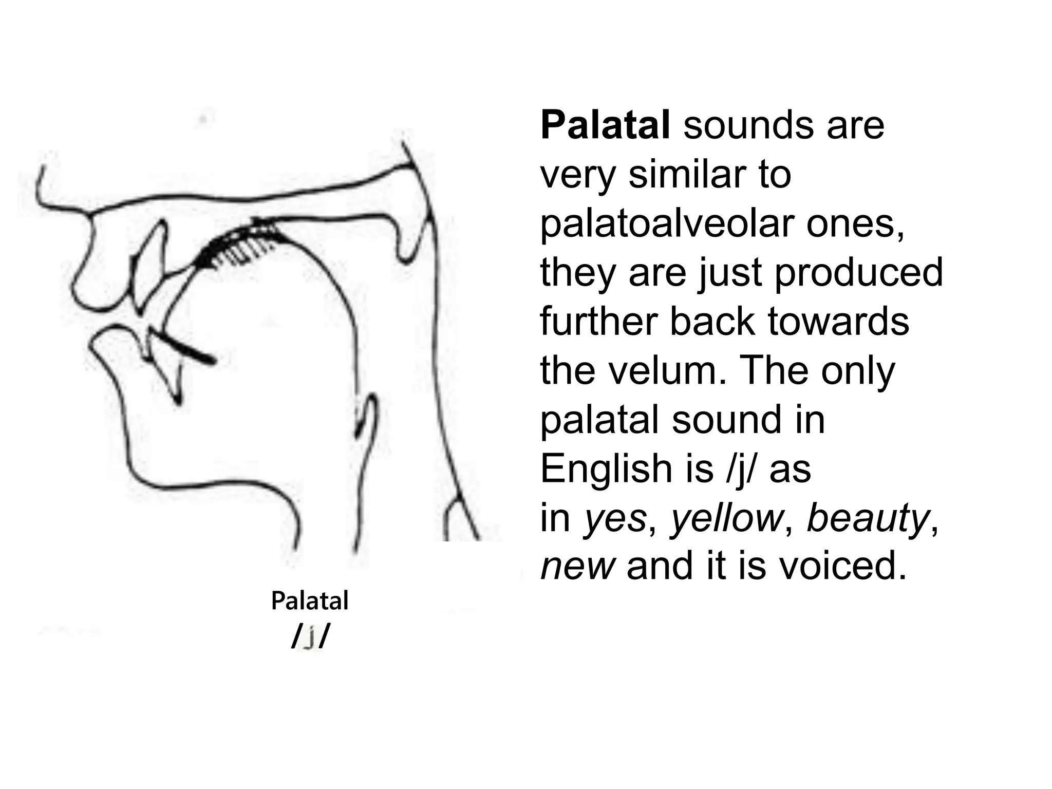 Palatal Letters Articulation | PPTX