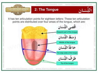 Articulation Points of The Letter - Tajweed Makharij al Huruf pdf | PPTX