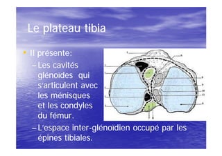 Le plateau tibia

• Il présente:
  – Les cavités
    glénoïdes qui
    s’articulent avec
    les ménisques
    et les condyles
    du fémur.
  – L’espace inter-glénoïdien occupé par les
              inter-
    épines tibiales.
 