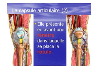 La capsule articulaire (2)

          • Elle présente
           en avant une
           fenêtre
           dans laquelle
           se place la
           rotule.
           rotule.
 