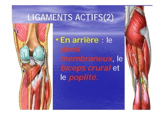 LIGAMENTS ACTIFS(2)

      • En arrière : le
       demi
       membraneux,
       membraneux, le
       biceps crural et
       le poplité.
 