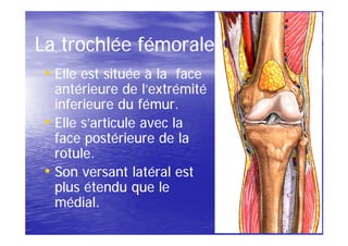La trochlée fémorale
• Elle est située à la face
  antérieure de l’extrémité
  inferieure du fémur.
• Elle s’articule avec la
  face postérieure de la
  rotule.
• Son versant latéral est
  plus étendu que le
  médial.
 