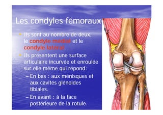Les condyles fémoraux
• Ils sont au nombre de deux,
  le condyle médial et le
  condyle latéral.
             latéral.
• Ils présentent une surface
  articulaire incurvée et enroulée
  sur elle même qui répond:
   – En bas : aux ménisques et
     aux cavités glénoïdes
     tibiales.
   – En avant : à la face
     postérieure de la rotule.
 