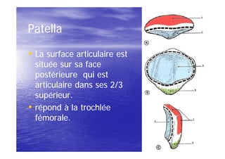 Patella

• La surface articulaire est
    située sur sa face
    postérieure qui est
    articulaire dans ses 2/3
    supérieur.
•   répond à la trochlée
    fémorale.
 