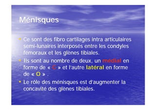 Ménisques

• Ce sont des fibro cartilages intra articulaires
  semi-
  semi-lunaires interposés entre les condyles
  fémoraux et les glènes tibiales.
• Ils sont au nombre de deux, un médial en
  forme de « C » et l’autre latéral en forme
  de « O » .
• Le rôle des ménisques est d’augmenter la
  concavité des glènes tibiales.
 