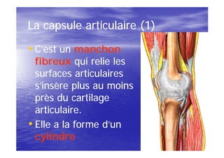 La capsule articulaire (1)
• C’est un manchon
  fibreux qui relie les
  surfaces articulaires
  s’insère plus au moins
  près du cartilage
  articulaire.
• Elle a la forme d’un
  cylindre
 