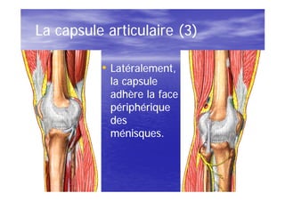 La capsule articulaire (3)

          • Latéralement,
            la capsule
            adhère la face
            périphérique
            des
            ménisques.
 