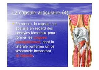La capsule articulaire (4)

• En arrière, la capsule est
  épaissie en regard des
  condyles fémoraux pour
  former les coques
  condyliennes,
  condyliennes, dont la
  latérale renferme un os
  sésamoïde inconstant :
  la fabella.
     fabella.
 