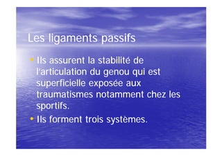 Les ligaments passifs
• Ils assurent la stabilité de
  l’articulation du genou qui est
  superficielle exposée aux
  traumatismes notamment chez les
  sportifs.
• Ils forment trois systèmes.
 