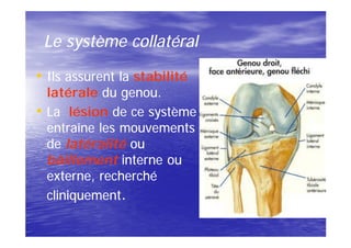Le système collatéral

• Ils assurent la stabilité
    latérale du genou.
•   La lésion de ce système
    entraîne les mouvements
    de latéralité ou
    bâillement interne ou
    externe, recherché
    cliniquement.
 
