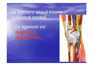 Le ligament latéral interne
(collatéral médial) .

• Ce ligament est
 épiphyso-
 épiphyso-
 diaphysaire.
 diaphysaire.
 
