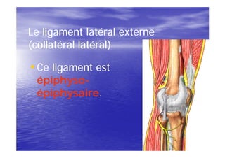 Le ligament latéral externe
(collatéral latéral)

• Ce ligament est
 épiphyso-
 épiphyso-
 épiphysaire.
 épiphysaire.
 