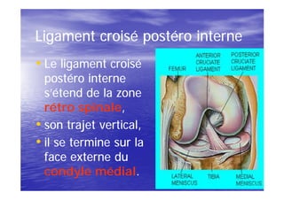 Ligament croisé postéro interne
• Le ligament croisé
  postéro interne
  s’étend de la zone
  rétro spinale,
          spinale,
• son trajet vertical,
• il se termine sur la
  face externe du
  condyle médial.
             médial.
 