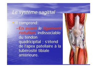 Le système sagittal

• Il comprend:
  – En avant le ligament
    rotulien,
    rotulien, indissociable
    du tendon
    quadricipital ; s’étend
    de l’apex patellaire à la
    tubérosité tibiale
    antérieure.
 