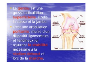 • Le genou est une
  grosse articulation
  superficielle,
  superficielle, il relie
  la cuisse et la jambe.
• C’est une articulation
  portante,
  portante, munie d’un
  dispositif ligamentaire
  et tendineux lui
  assurant la stabilité
  nécessaire à la
  station debout et
  lors de la marche.
              marche.
 