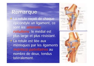 Remarque
• La rotule reçoit de chaque
    épicondyle un ligament, ce
    sont les ailerons
    rotuliens,
    rotuliens, le médial est
    plus large et plus résistant.
•   La rotule est liée aux
    ménisques par les ligaments
    ménisco patellaires au
    nombre de deux, tendus
    latéralement.
 