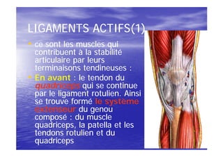 LIGAMENTS ACTIFS(1)
• ce sont les muscles qui
    contribuent à la stabilité
    articulaire par leurs
    terminaisons tendineuses :
•   En avant : le tendon du
    quadriceps qui se continue
    par le ligament rotulien. Ainsi
    se trouve formé le système
    extenseur du genou
    composé : du muscle
    quadriceps, la patella et les
    tendons rotulien et du
    quadriceps
 