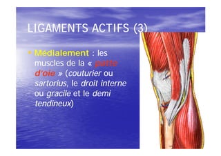 LIGAMENTS ACTIFS (3)

• Médialement : les
 muscles de la « patte
 d’oie » (couturier ou
 sartorius,
 sartorius, le droit interne
 ou gracile et le demi
 tendineux)
 tendineux)
 