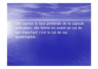 • Elle tapisse la face profonde de la capsule
 articulaire, elle forme en avant un cul de
 sac important c’est le cul de sac
 quadricipital.
 