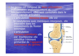 • Le genou est composé de deux articulations
  indissociables anatomiquement et
  fonctionnellement, elles sont contenues dans la
  même capsule articulaire .
   – L’articulation fémoro-tibiale elle est
                    fémoro-
    bi condylienne avec ménisques interposés, elle
     intervient dans les
     mouvements de flexion
     extension
   – L’articulation
     fémoro-
     fémoro-patellaire elle
     est trochléenne elle
     constitue l’élément
     primordial de l’appareil
     extenseur du genou.
 