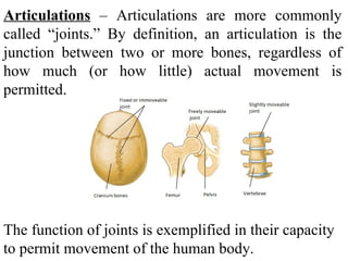 Articulations  – Articulations are more commonly called “joints.” By definition, an articulation is the junction between two or more bones, regardless of how much (or how little) actual movement is permitted.  The function of joints is exemplified in their capacity to permit movement of the human body.  