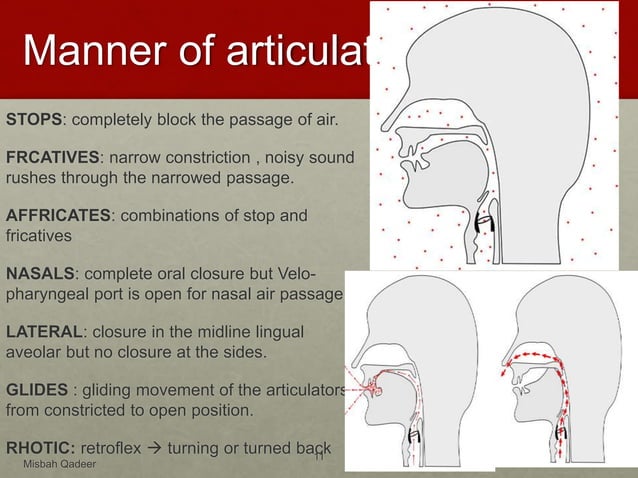 Articulatory Phonetics | PPTX | Dental Health | Diseases and Conditions