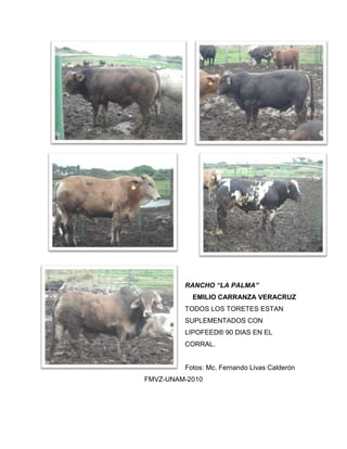 RANCHO “LA PALMA”
EMILIO CARRANZA VERACRUZ
TODOS LOS TORETES ESTAN
SUPLEMENTADOS CON
LIPOFEED® 90 DIAS EN EL
CORRAL.
Fotos: Mc. Fernando Livas Calderón
FMVZ-UNAM-2010
 